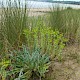 Euphorbia paralias