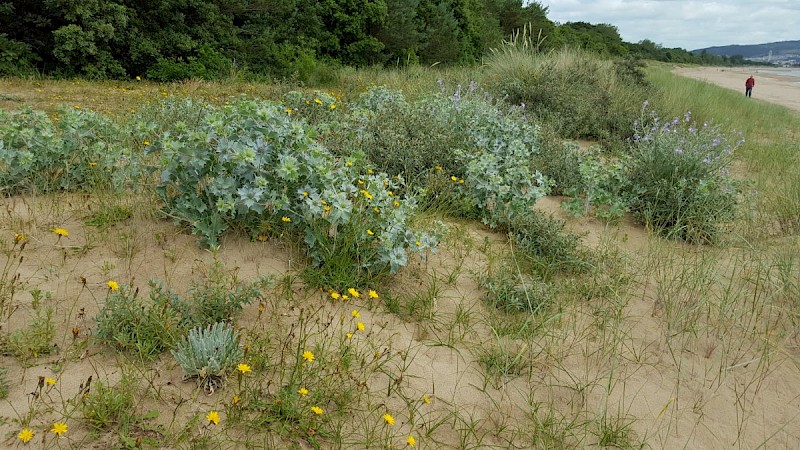 Eryngium maritimum - © Barry Stewart