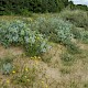 Eryngium maritimum