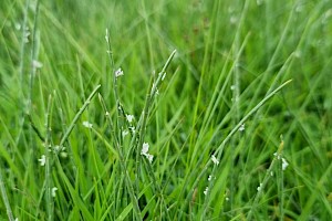 Parapholis strigosa Hard-grass