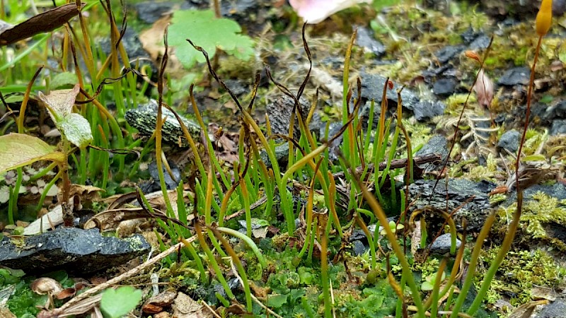 Phaeoceros laevis - © Barry Stewart