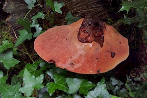 Fistulinaceae