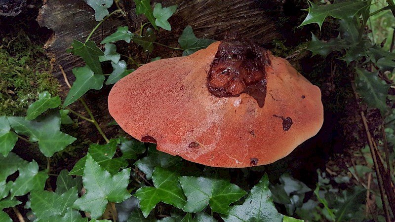 Fistulina hepatica - © Barry Stewart