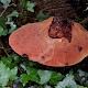 Fistulina hepatica