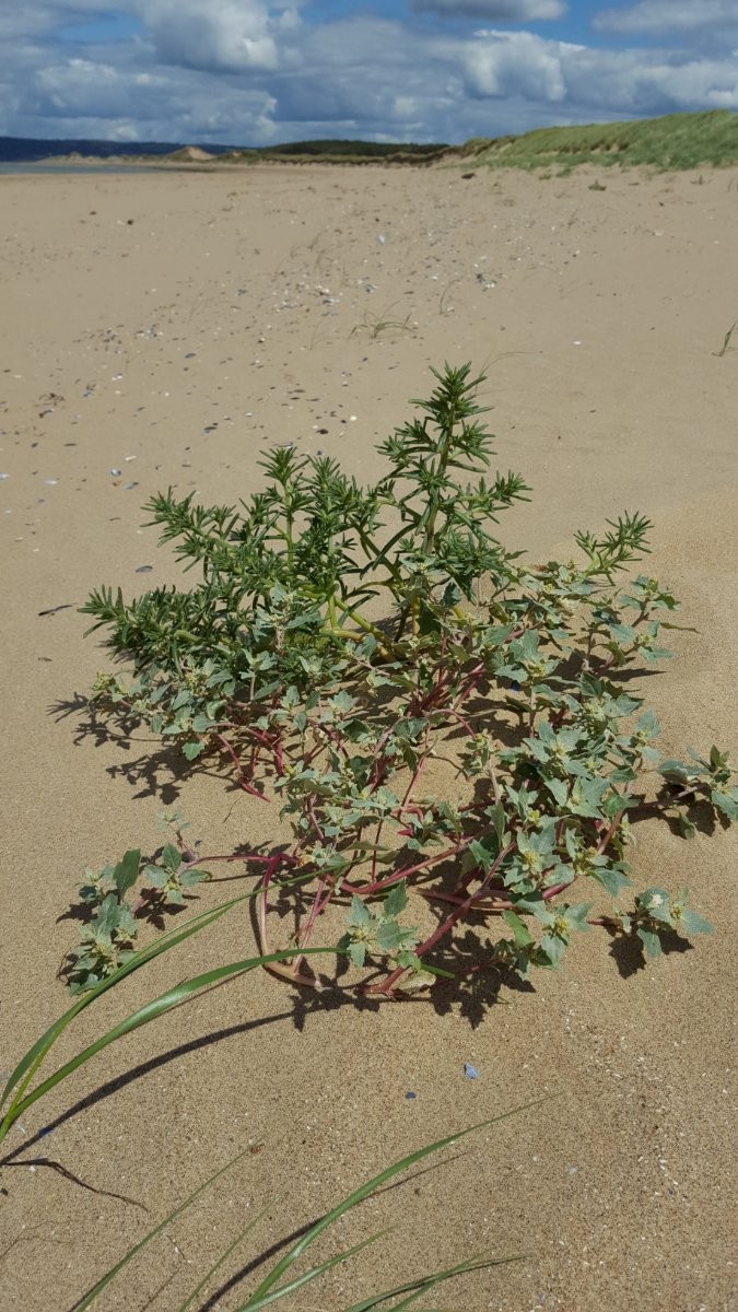 Atriplex laciniata - © Barry Stewart