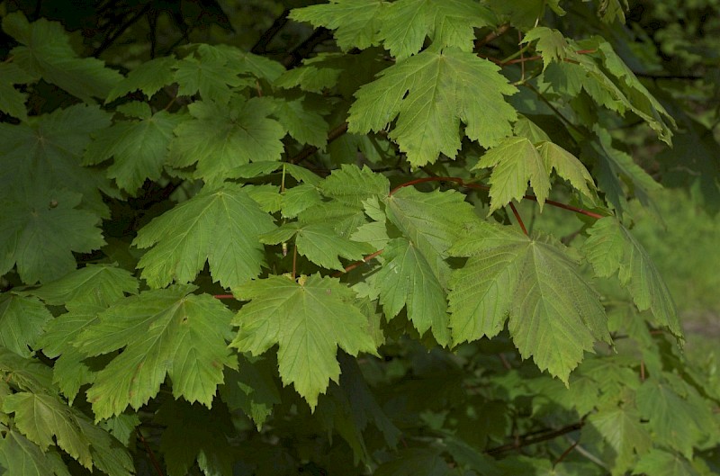 Acer pseudoplatanus - © Charles Hipkin