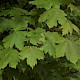 Acer pseudoplatanus