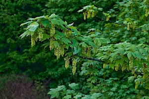 Acer pseudoplatanus Sycamore