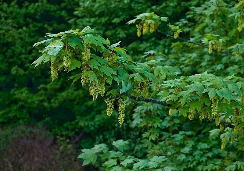 Acer pseudoplatanus - © Charles Hipkin