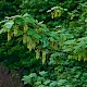 Acer pseudoplatanus