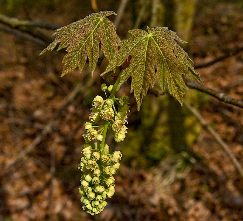 Acer pseudoplatanus - © Charles Hipkin