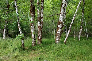 Alnus rubra Red Alder