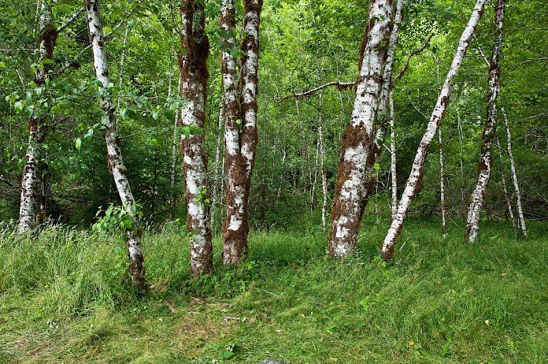 Alnus rubra - © Charles Hipkin