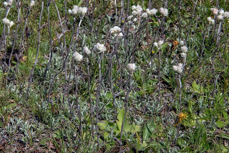 Antennaria dioica - © Charles Hipkin