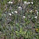 Antennaria dioica