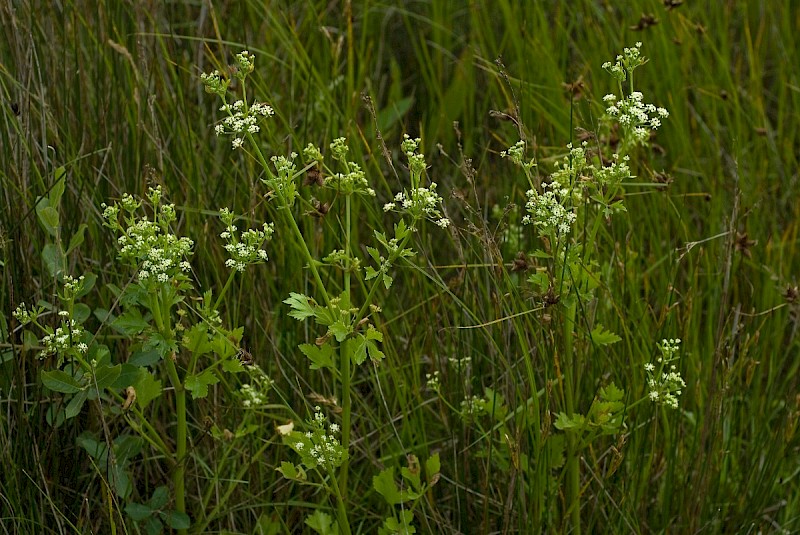 Apium graveolens - © Charles Hipkin