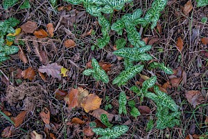 Arum italicum Italian Lords-and-Ladies