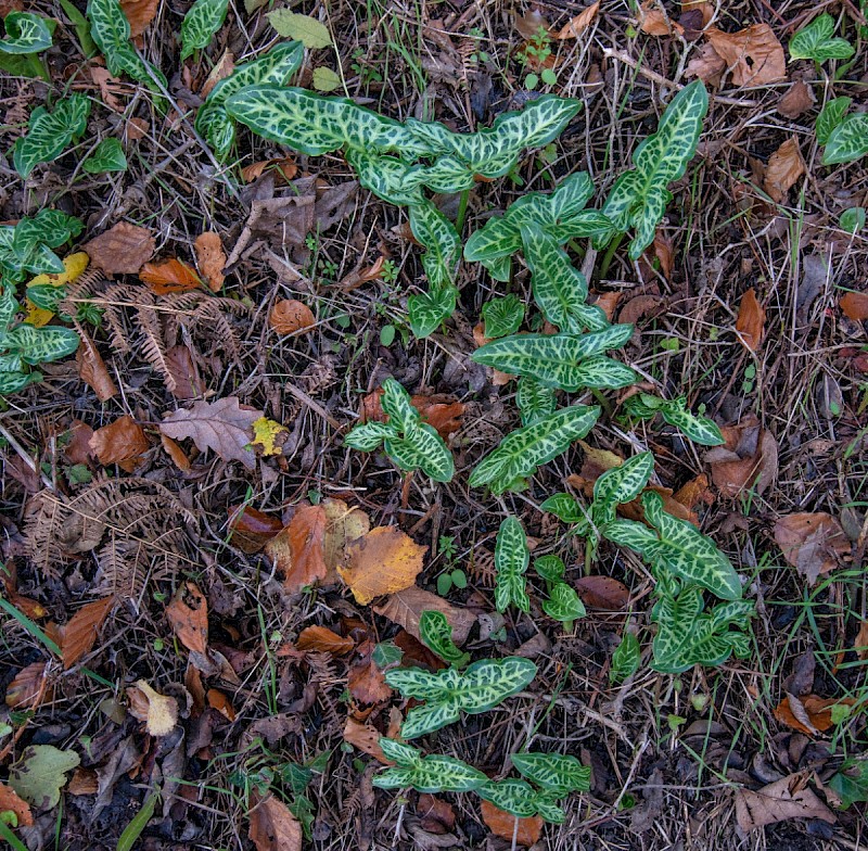 Arum italicum - © Charles Hipkin