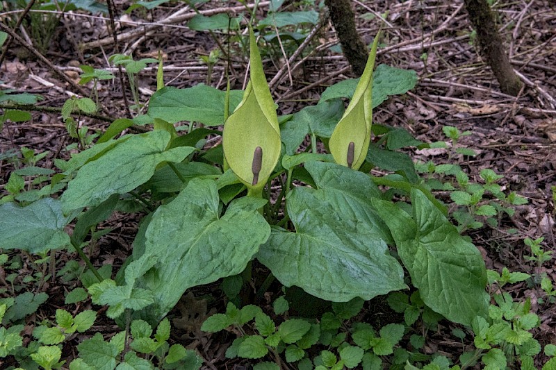 Arum maculatum - © Charles Hipkin