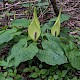 Arum maculatum