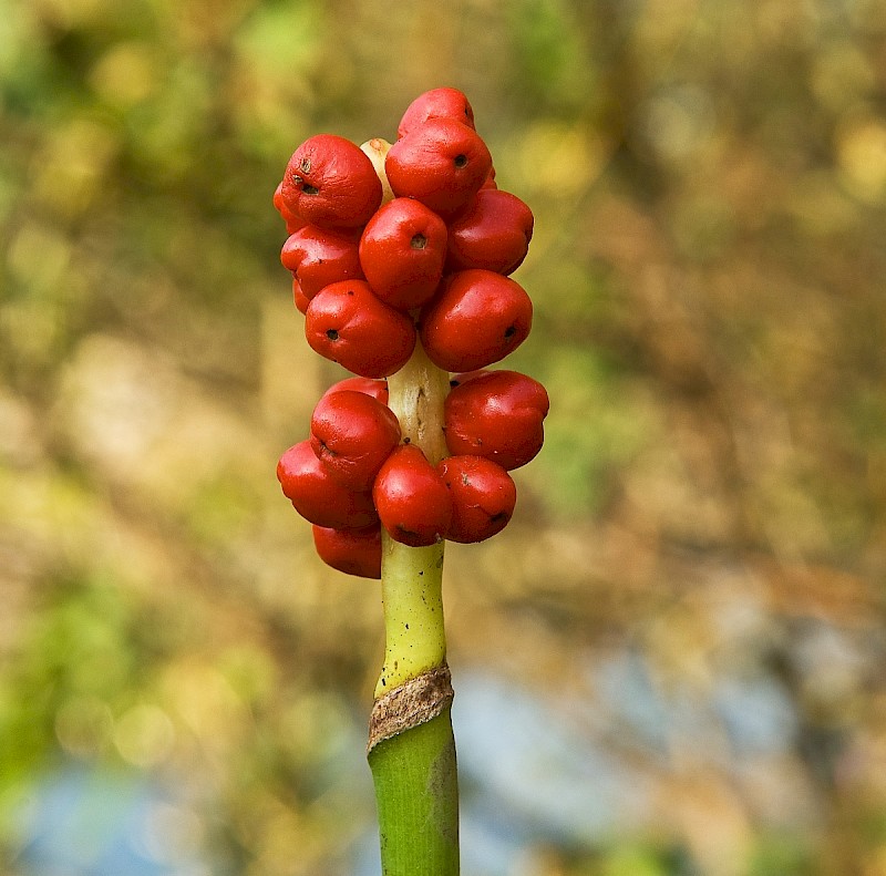 Arum maculatum - © Charles Hipkin