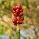 Arum maculatum