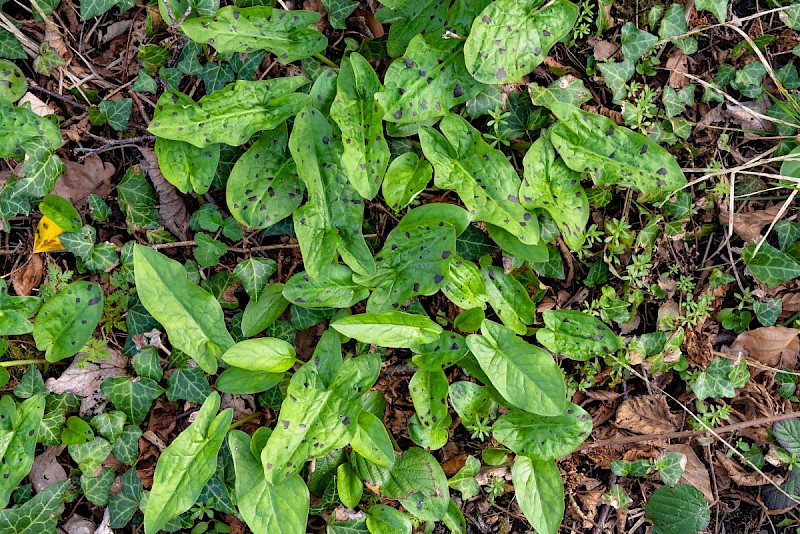 Arum maculatum - © Charles Hipkin