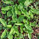 Arum maculatum