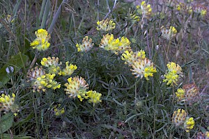 Anthyllis vulneraria Kidney Vetch