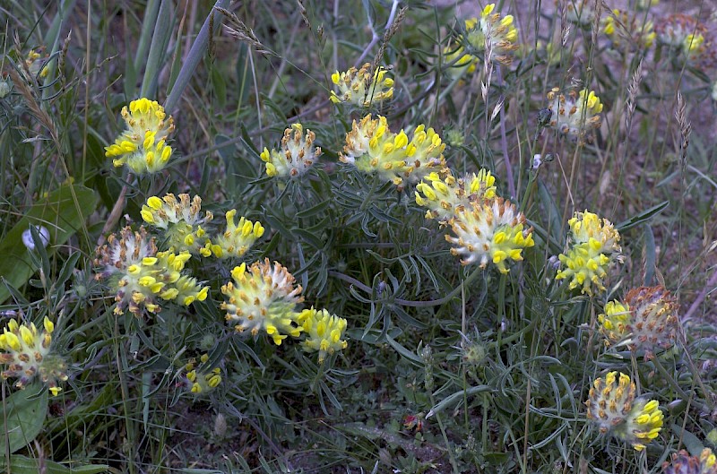 Anthyllis vulneraria - © Charles Hipkin