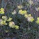 Anthyllis vulneraria