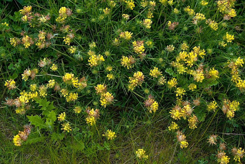 Anthyllis vulneraria - © Charles Hipkin