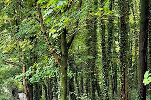 Sapindaceae (Aceraceae)