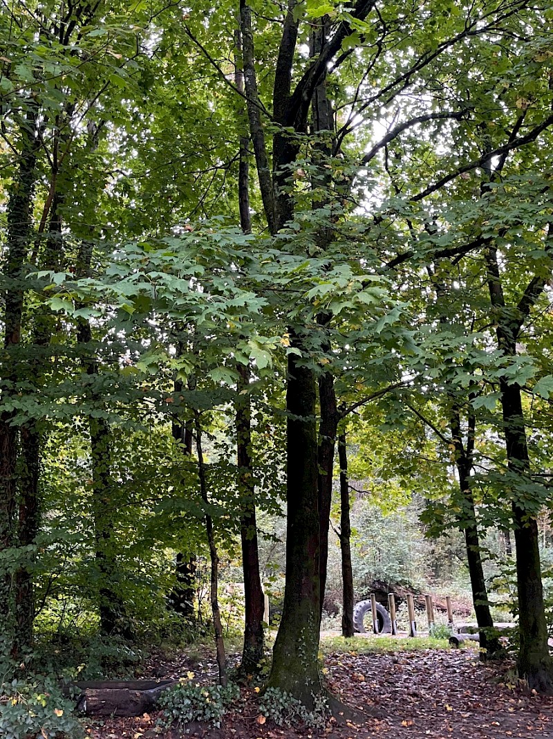 Acer platanoides - © Charles Hipkin