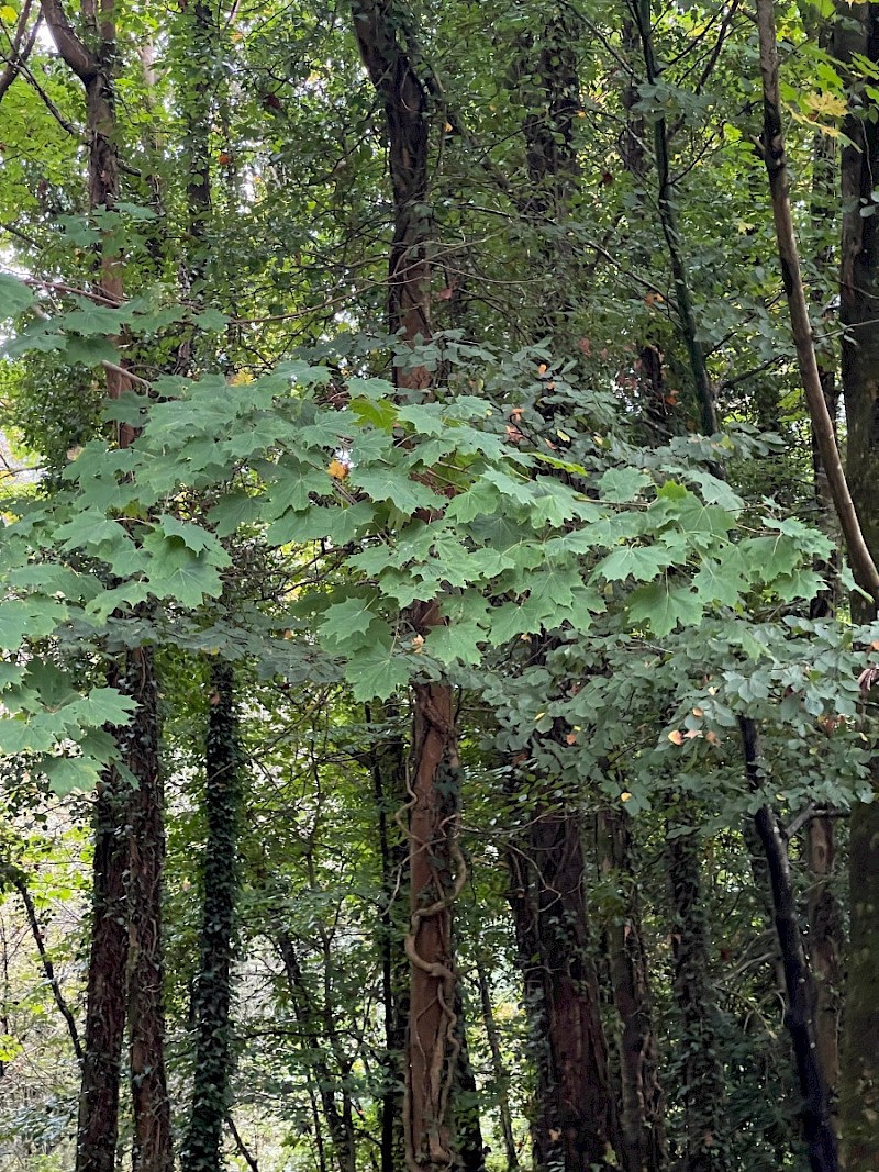 Acer platanoides - © Charles Hipkin