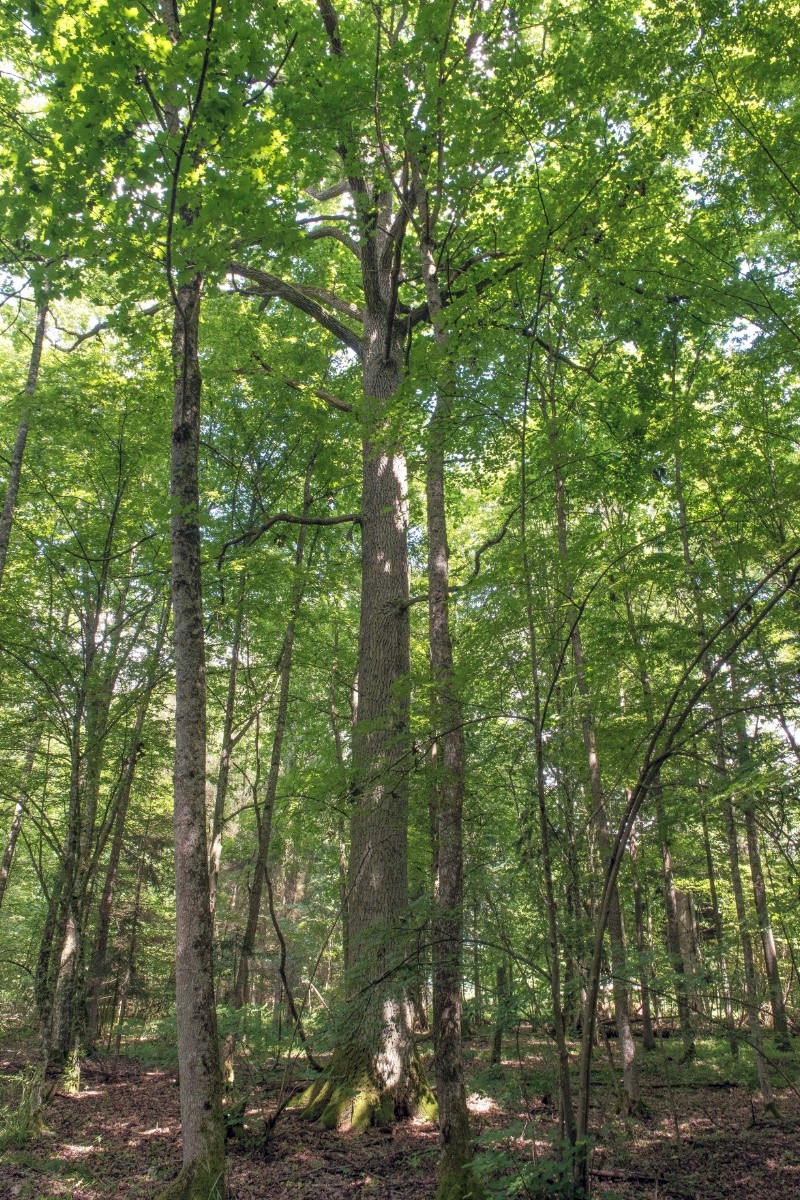 Acer platanoides - © Charles Hipkin