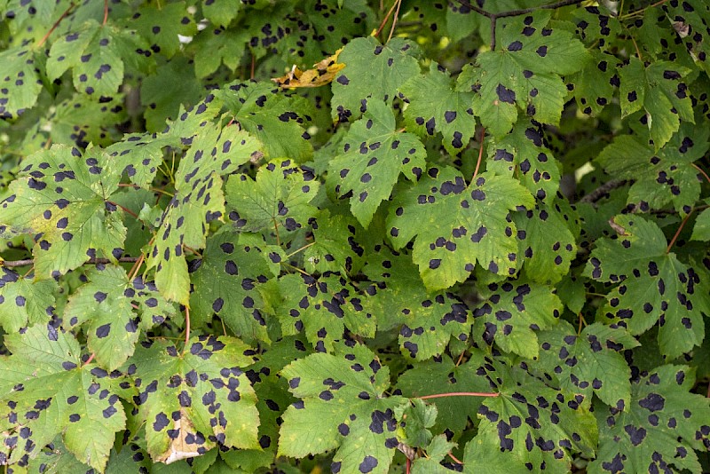 Acer pseudoplatanus - © Charles Hipkin