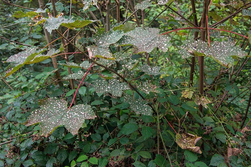 Acer pseudoplatanus - © Charles Hipkin