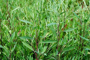 Atriplex littoralis Grass-leaved Orache