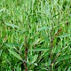 Atriplex littoralis