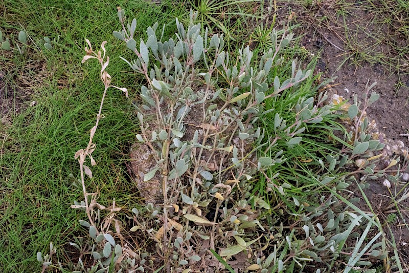 Atriplex portulacoides - © Charles Hipkin