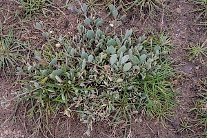 Atriplex portulacoides Sea-purslane