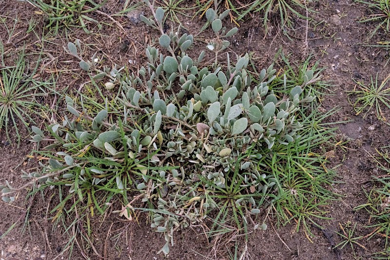 Atriplex portulacoides - © Charles Hipkin