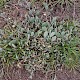 Atriplex portulacoides