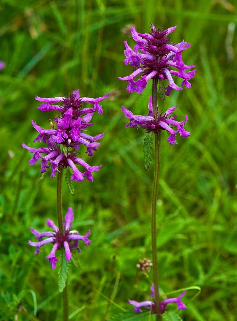 Betonica officinalis - © Charles Hipkin