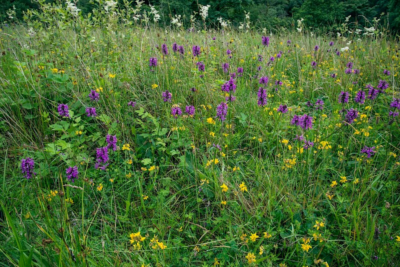 Betonica officinalis - © Charles Hipkin