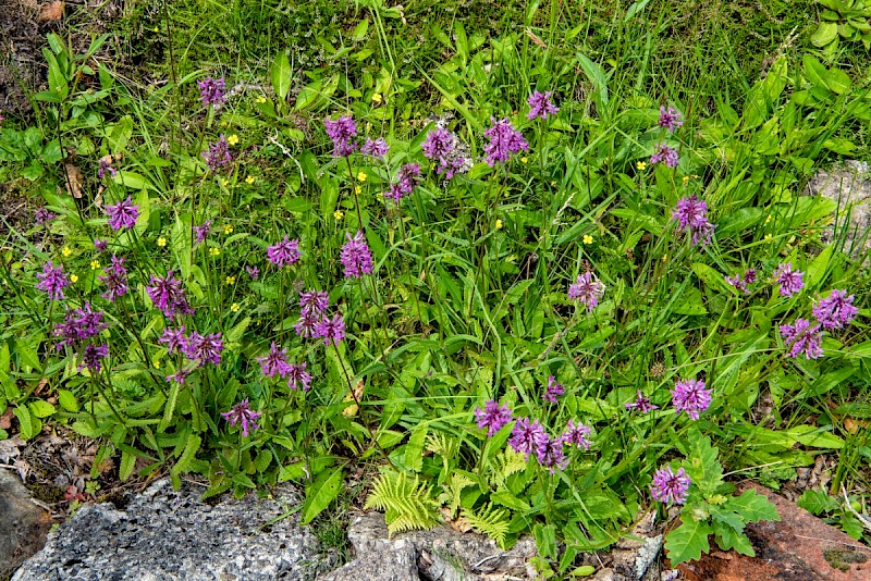 Betonica officinalis - © Charles Hipkin