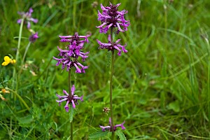 Betonica officinalis Betony