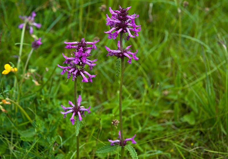 Betonica officinalis - © Charles Hipkin