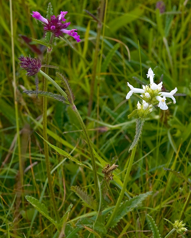 Betonica officinalis - © Charles Hipkin